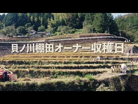 貝ノ川棚田オーナー収穫日