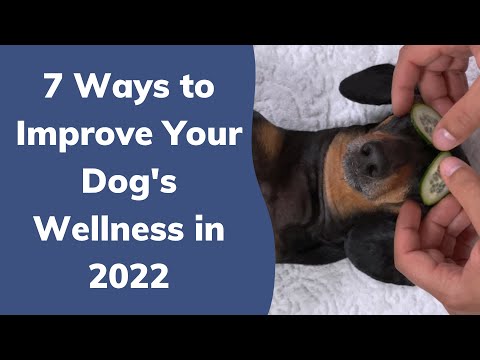 7 Ways to Improve Your Dog's Wellness in 2022 | Wag!