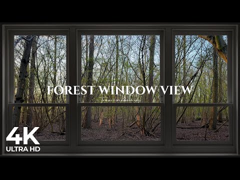 4K Forest window view during sunset with birds singing - Relaxing, Calming, Ambience, white noise