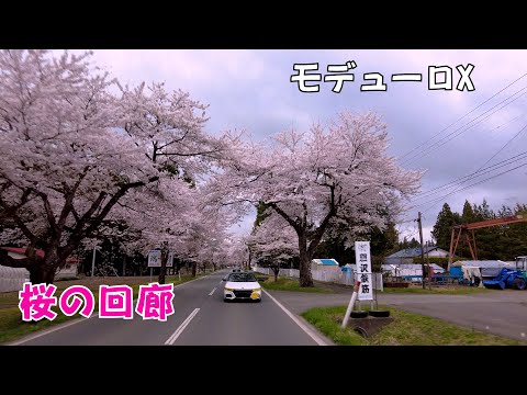 2021 桜の回廊 4K