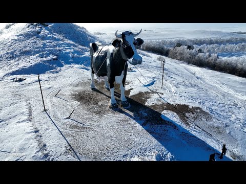 A Postcard from the Field: Salem Sue | Dateline NBC