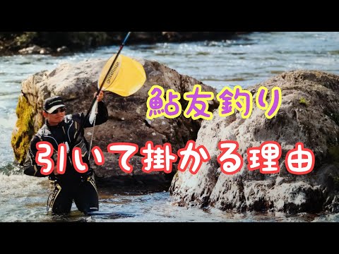 鮎友釣り　引き釣りで釣る。【ボルダリング引き】長良川郡上