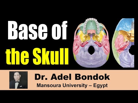 Base of the Skull (Norma Basalis): Bones and Foramina, Dr Adel Bondok