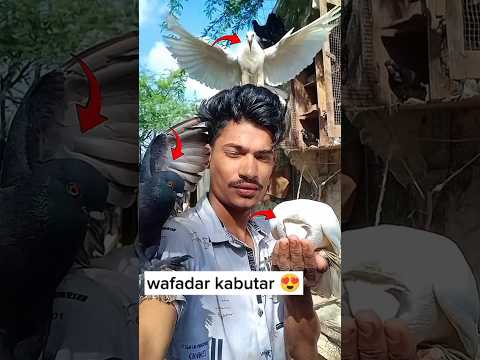 yaar Tera khalnayak 👑 || kabutar ki video || #kabootar #pigeon #kabootarbazi #shorts #youtubeshorts