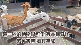 桃園大溪 蘇家莊園 草泥馬陪你玩 笑笑羊讓你笑 帥帥羊比你帥 水豚君歐式園林！收藏特有植物、岩石景觀、稀有鳥禽 南法莊園 小小動物園