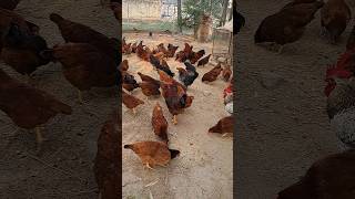 FreeRange Farming #freerangepoultry #chicken #aseeldesimurgifreerangefarm #duckeggs #kalarasulpur