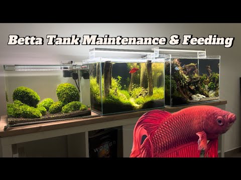 Betta Tank Maintenance & Feeding