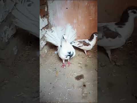 #saleupdate #male #bird #pigeon #kabootar #🥰🥳😍 subscribe chanel