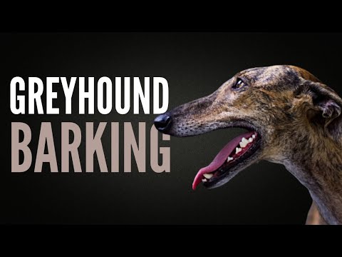 Greyhound Dogs Barking SFX. Greyhound Barking Noise Effect