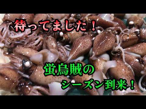 【蛍烏賊】兵庫県から美味しい旬の蛍烏賊が届いた！箱を開けてみるとボイル蛍烏賊と謎の箱が1つ。中に入っていた物はレア度高い解禁前の希少なやつ！