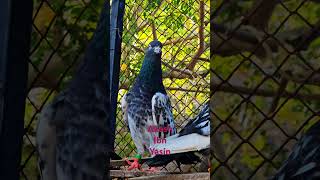 #birdwatching #pigeonlove #birdsofinstagram #urbanbirds #naturelovers #pigeonphotography