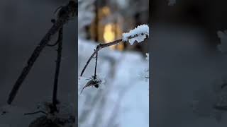 Музыкальная открытка ❄️