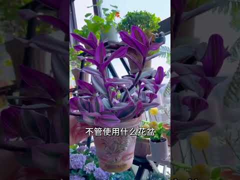 【蓝胖小花匠🎏】油画婚礼吊兰夏季高温养护注意事项～对于会养的人来说，感觉油画很好养，但是对于不会太养的人，夏季高温是一个大挑战，所以耐心看完吧～#爱生活爱养花 #油画婚礼吊兰