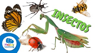 Datos interesantes sobre los insectos | Happy Learning 🐞🪲🐝🕸️