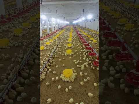 poultry farm #broilerchicks #broiler_poultry_farm #henfarminginpakistan #broilerchickenfarming