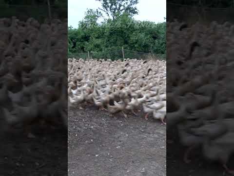 Duck | The giant ducks go to the farm.Animals Plants #animals #animalsplants #plants #shorts