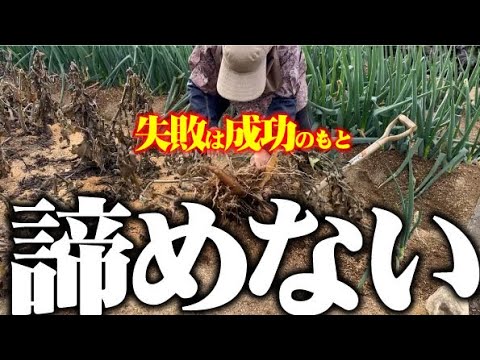 【今年は失敗・・】ヤーコン栽培1年目種芋【塊茎】がたくさん付いて芋【塊根】が少ない収穫でした来年こそは・・・