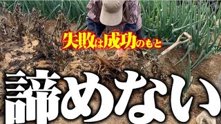 【今年は失敗・・】ヤーコン栽培1年目種芋【塊茎】がたくさん付いて芋【塊根】が少ない収穫でした来年こそは・・・