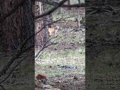 Wildlife At Our Doorstep: Spotted a Bobcat in Our Backyard! | #wildlife #nature