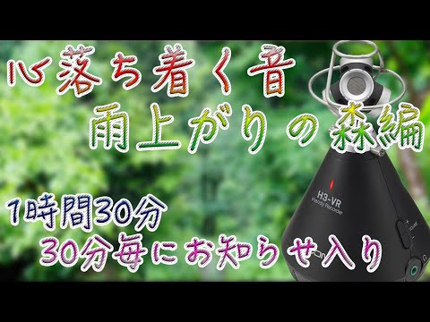 【心落ち着く音】雨上がりの森。1時間30分。30分毎にお知らせあり。バイノーラル。