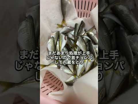 釣った小アジで南蛮漬けと唐揚げを作りました！ゼイゴは取らなくてもいいくらいのサイズだったので取らずにそのまま揚げました！