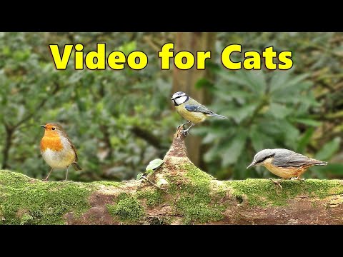 Cat TV Videos ~ Birds in Springtime for Cats to Watch