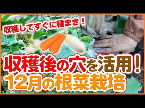 家庭菜園や農園で収穫後の穴を活用！収穫してすぐに種まき！12月の根菜栽培の注意点を徹底解説！【農園ライフ】