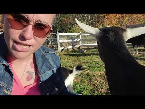 Liz Took The Camera And Talked To The Goats.