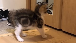 初めて鏡に映った自分の姿を見た子猫の反応がこちらです