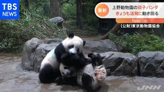 上野動物園の双子パンダ きょうも活発に動き回る