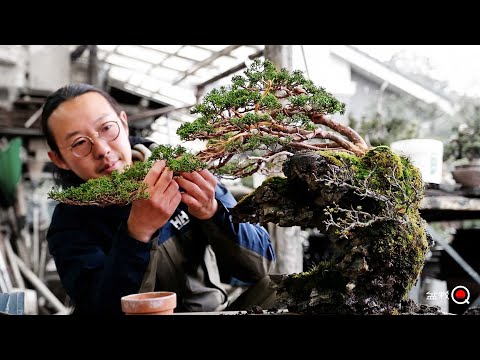 Should I make this juniper into a bonsai with stones? ? ? [Bonsai Q]