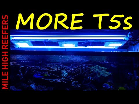 More T5 Lights Upgading My Reef Tank Lighting on the cheap