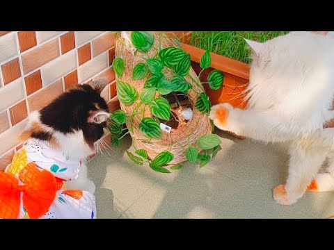 Some new cat behaviors and wonderful moments that will blow your mind!