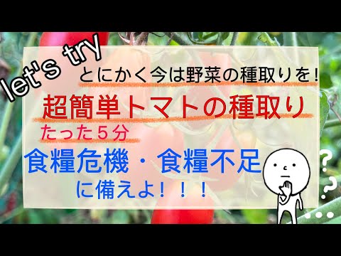 面倒なトマトの種取りが超簡単！５分で出来る！これからの食糧危機、食糧難、食糧不足、値上がり、への備えとして、出来るだけ多くの種を持っておきましょう！備蓄品、物々交換の一品に入れてくださいね！