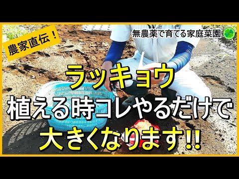 【らっきょう】植え方が重要！大きく育てる植え付けのコツ【有機農家直伝！無農薬で育てる家庭菜園】　24/9/17