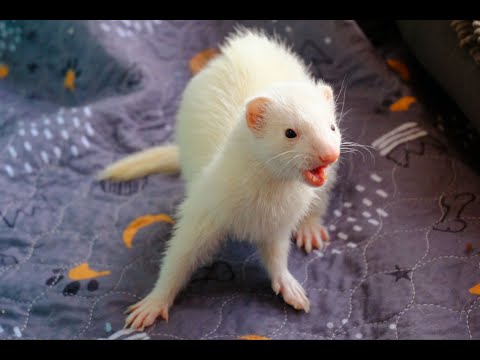 Ferret Time! 💜 !Rescue 💛 !Heartbound !Website !TTS