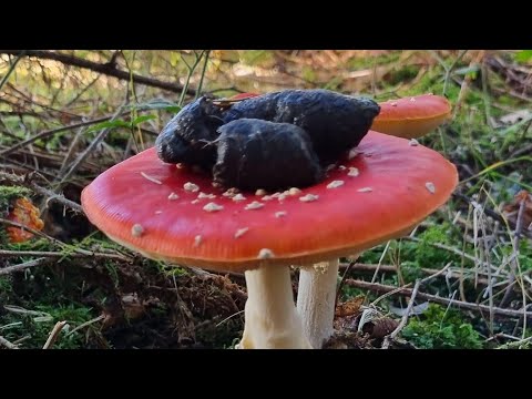 Fungi in the forest with Hampshire fungi group and unexpected guests !!!!!