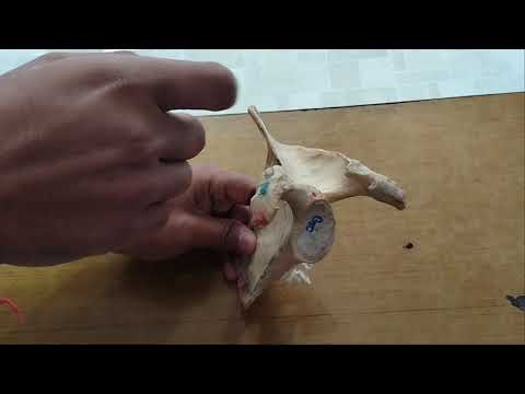 scapula bone 1part, side determination anatomy in hindi