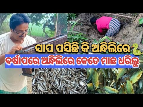 ବର୍ଷାପରେ ଅନ୍ଧିଲିରେ କେତେ ମାଛ ଧରିଲୁ🐟@basanta_sir_kitchengarden#fishing#villagelife#youtube