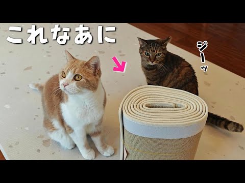 ボロボロになった〇〇を新調したら猫が大喜びしてこうなりました　927話