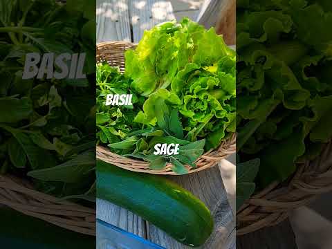 What I harvested from my garden today, July 20, 2024 #gardening