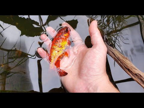 SAVING MY GOLDFISH'S LIFE! (SOOOO LUCKY)