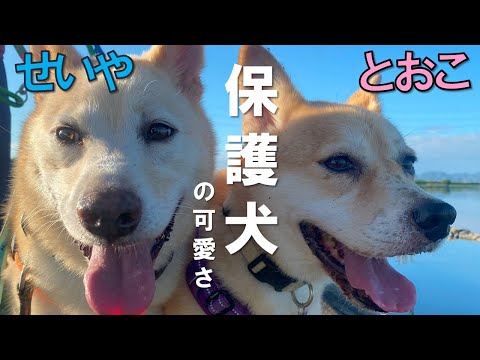 【保護犬の可愛さ】せいや＆とおこの仲良しコンビが泊まりに来てくれた。せいやはとおこのことが大好き