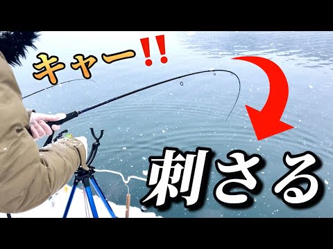 ホッケ（𩸽）の当たりで竿先が刺さる！爆風・爆舞！漁港を探して日本海！