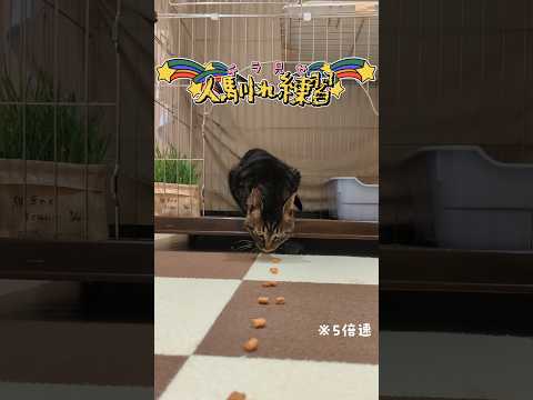 【人馴れ練習の様子】壱太郎/ちえ/ハコベ #cat #shorts #猫 #保護猫 #川崎市 #ANIMAMALLかわさき #里親さん募集