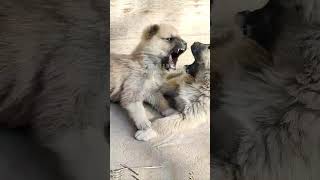 Why do cute pups fight #shots #dog #puppy #cute #animals #pets #cutedog #petlove