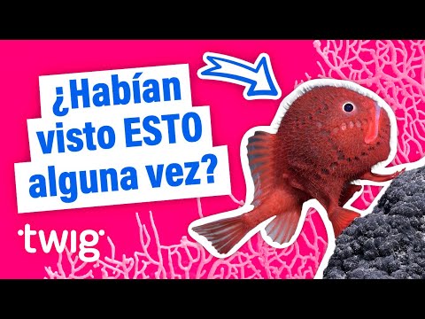 Puede que la comunidad científica haya descubierto nuevas especies acuáticas. ¡Echenle un vistazo