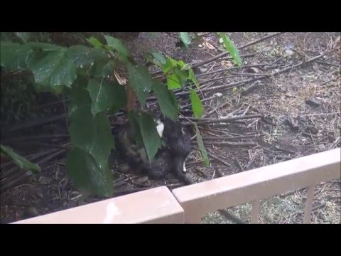 雨を耐え忍ぶ子猫たち6　cat kitten Katzen