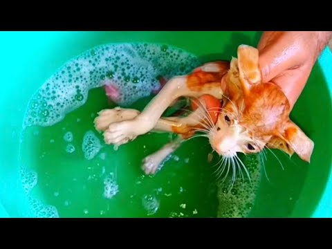 Small kitten bathing and grooming time |Little kitten getting washed