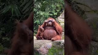 びっくり！観客が落とした「サングラス」を手にしたオランウータン #Pongo　#orangutan